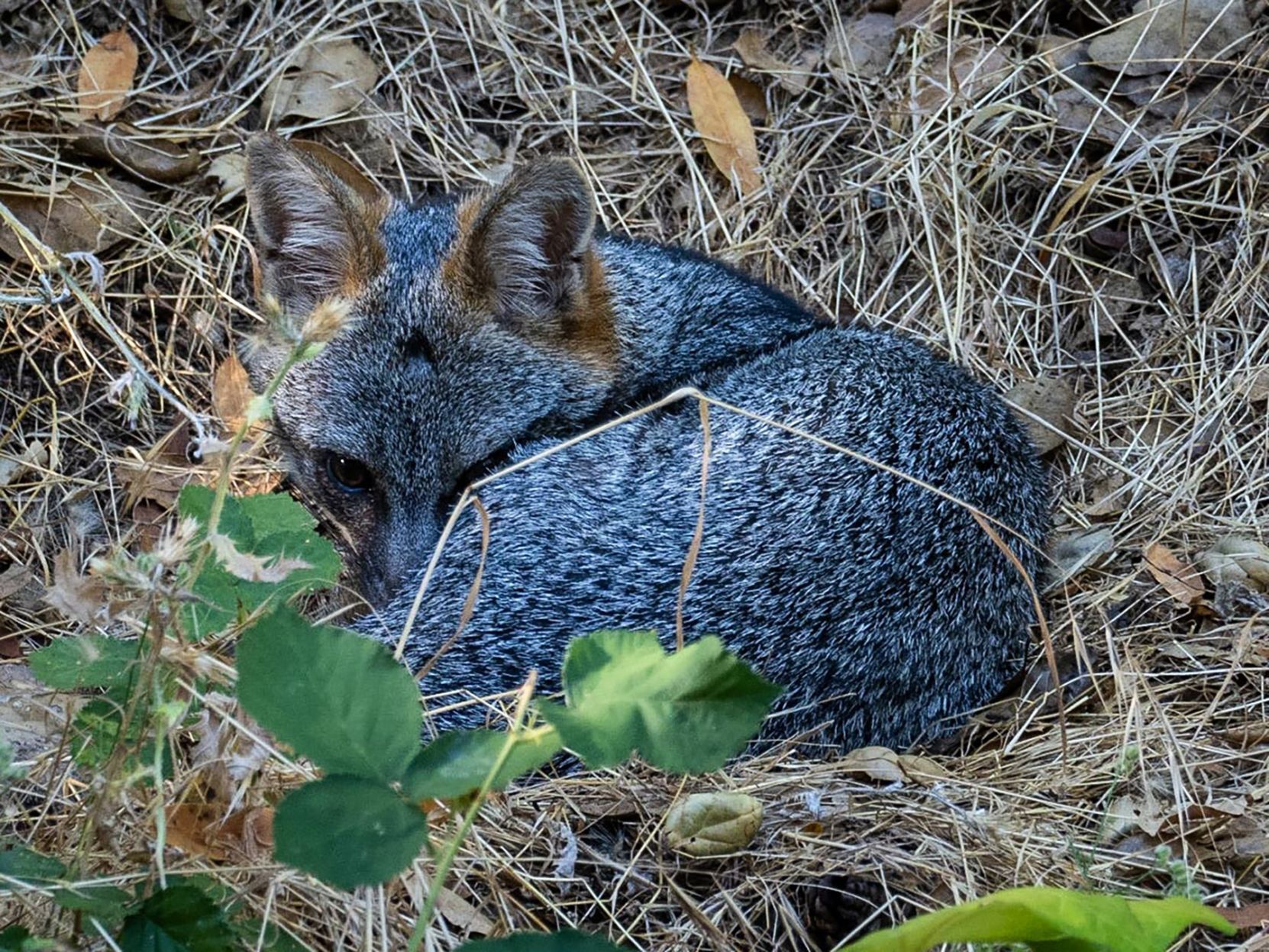Gray fox